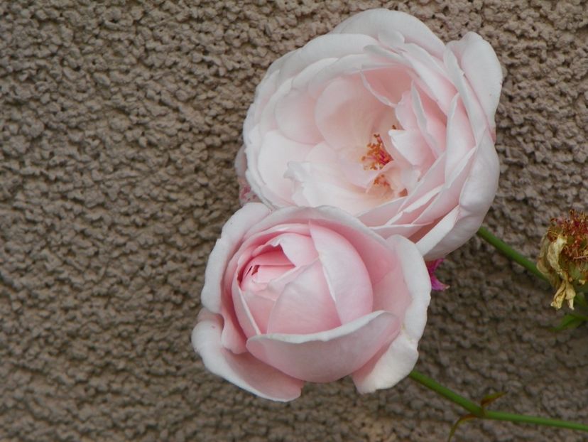 Nahema - Trandafiri 2017 - II