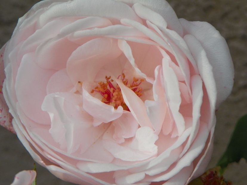 Nahema - Trandafiri 2017 - II