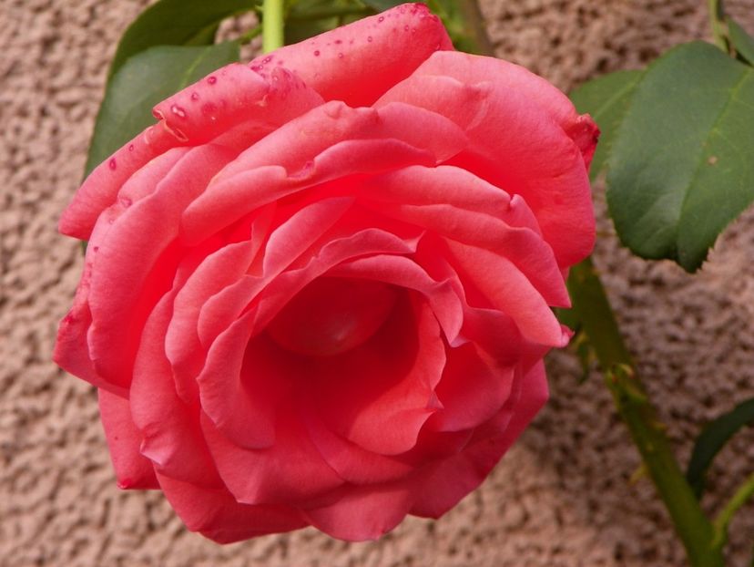 Folklore - Trandafiri 2017 - II