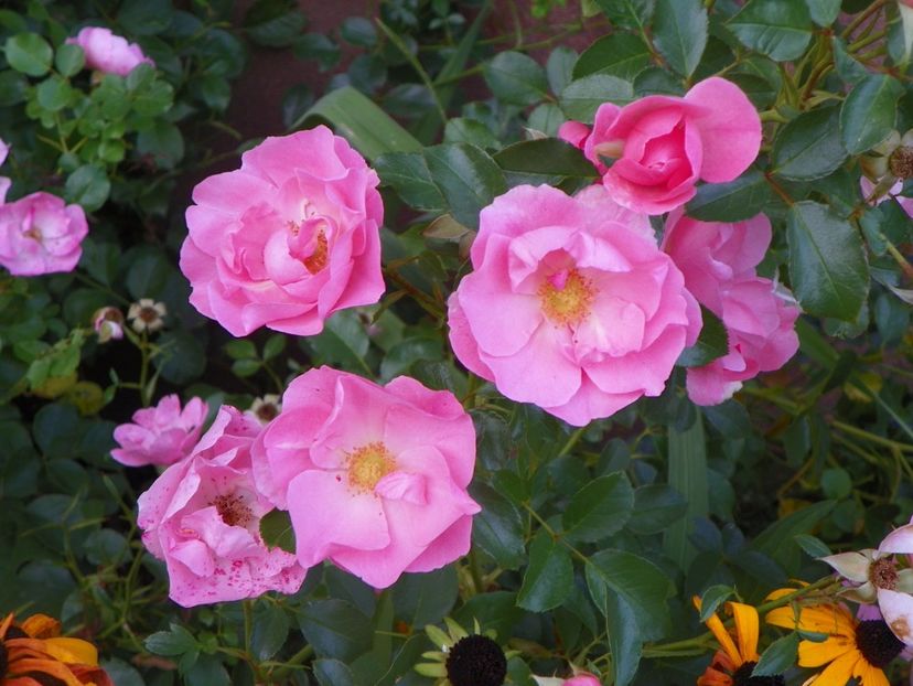 Sommerwind - Trandafiri 2017 - II