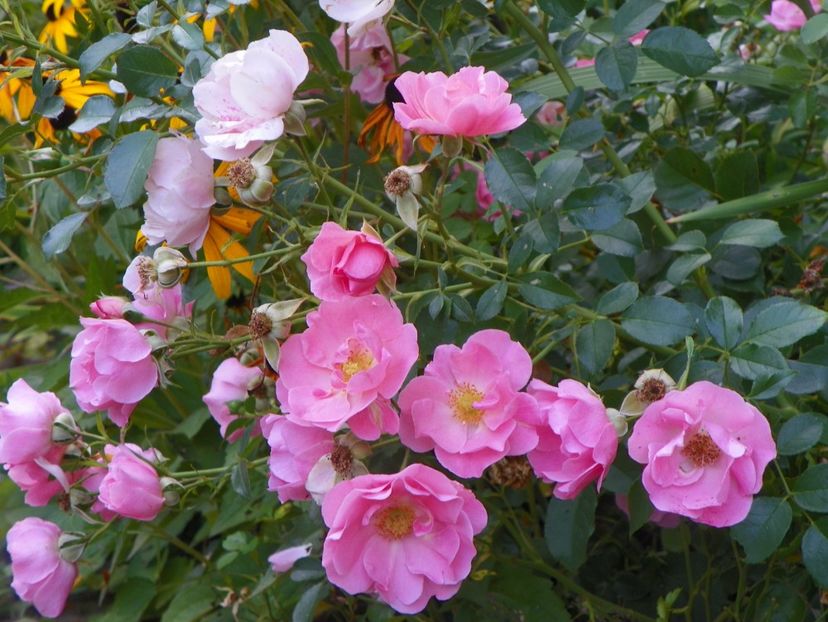 Sommerwind - Trandafiri 2017 - II