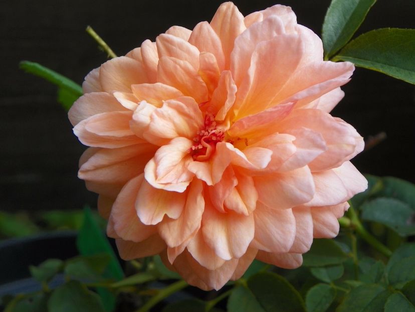 Louise Clements - Trandafiri 2017 - II