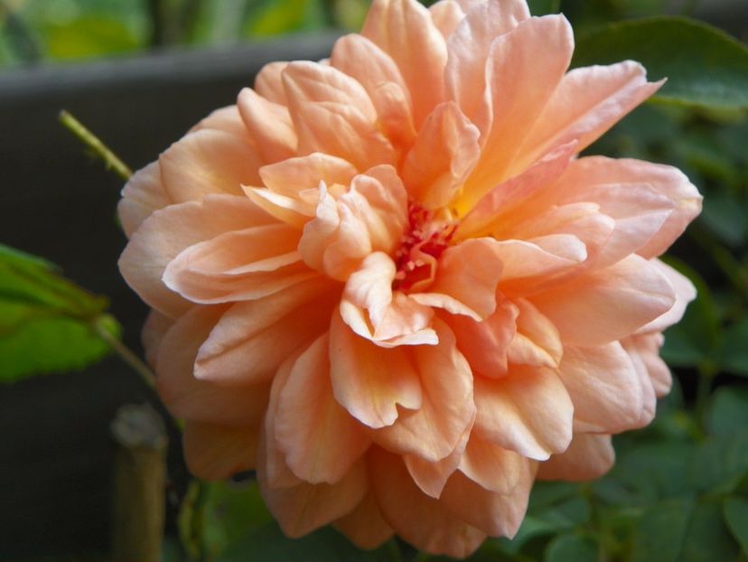 Louise Clements - multumesc Nina!!! - Trandafiri 2017 - II