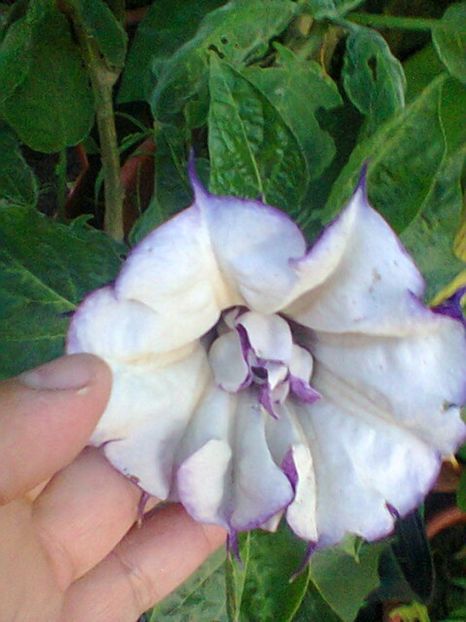 Fotogr.0566 - Septembrie 2017