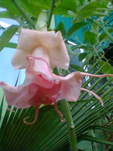 Fotogr.0568 - Septembrie 2017