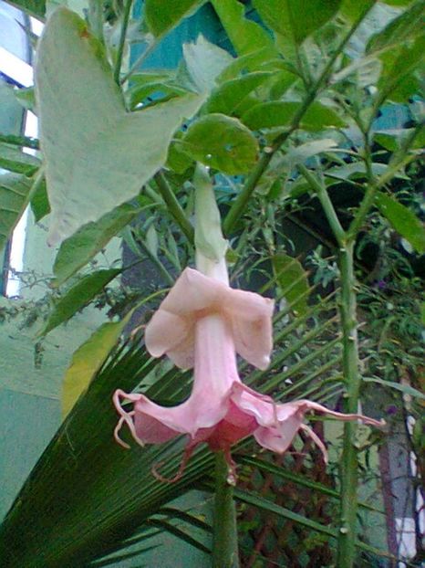 Fotogr.0569 - Septembrie 2017