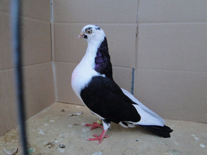 8906  femelă 2017_2 - tineret 2017