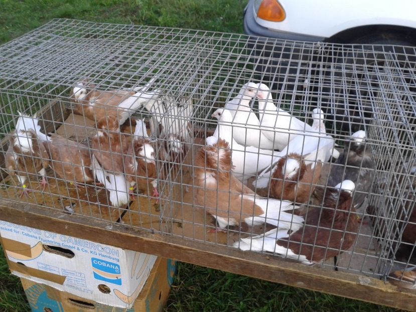 Fotografie0013 - 23---targ monor 10 09 2017