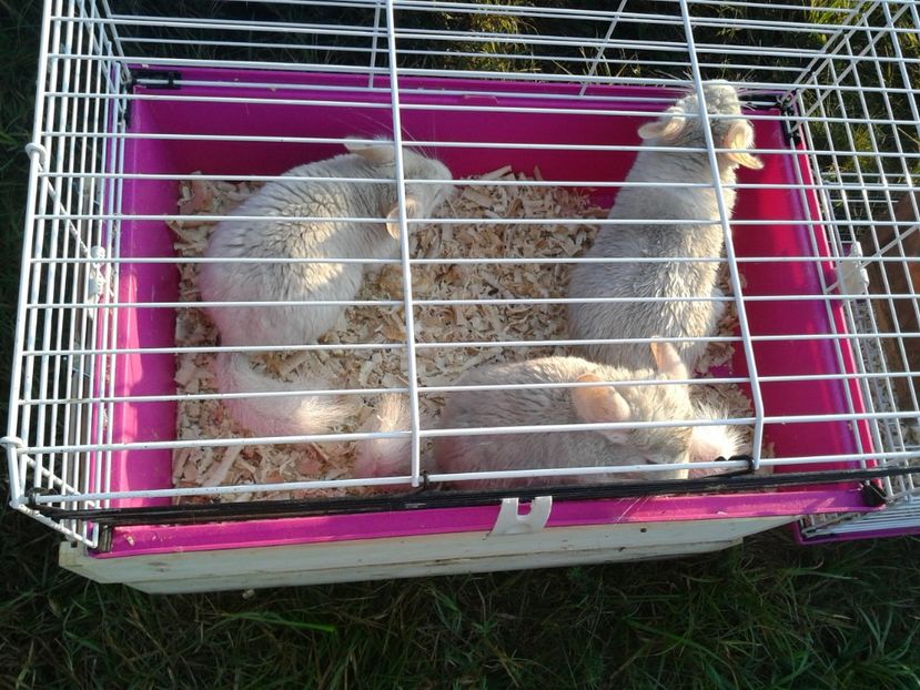 Fotografie0025 - 23---targ monor 10 09 2017