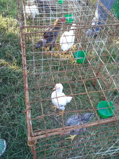 Fotografie0028 - 23---targ monor 10 09 2017