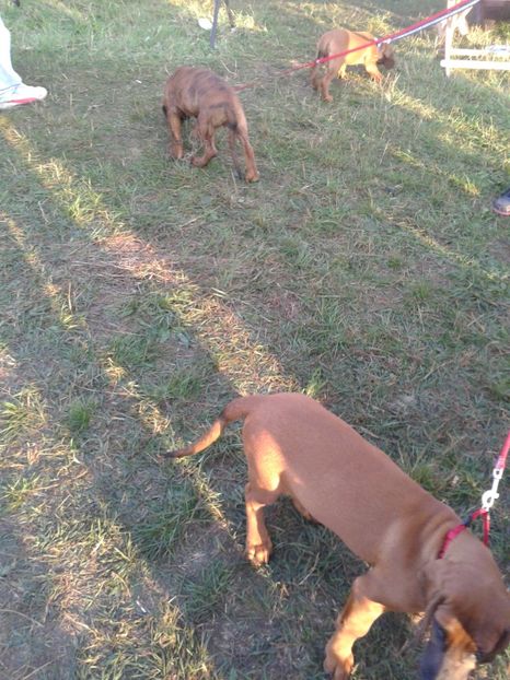 Fotografie0030 - 23---targ monor 10 09 2017