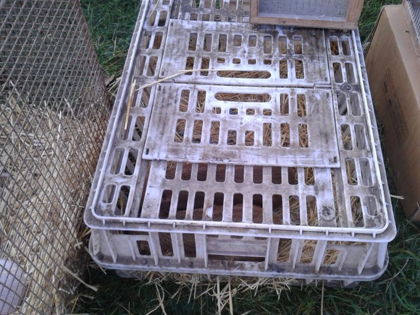 Fotografie0034 - 23---targ monor 10 09 2017