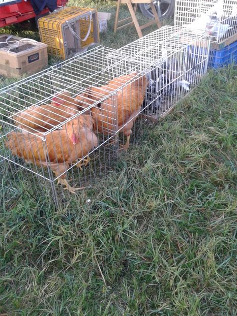 Fotografie0036 - 23---targ monor 10 09 2017