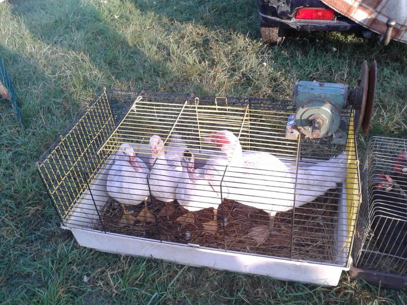 Fotografie0037 - 23---targ monor 10 09 2017