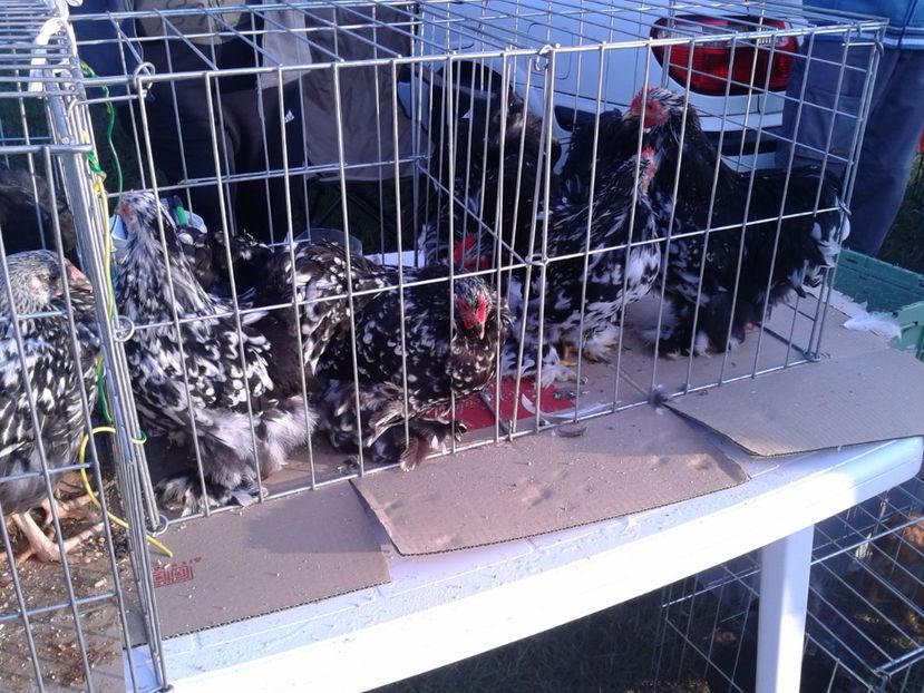 Fotografie0039 - 23---targ monor 10 09 2017