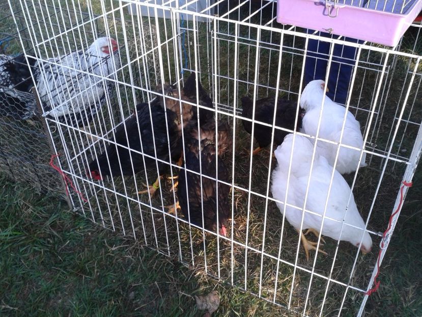 Fotografie0040 - 23---targ monor 10 09 2017