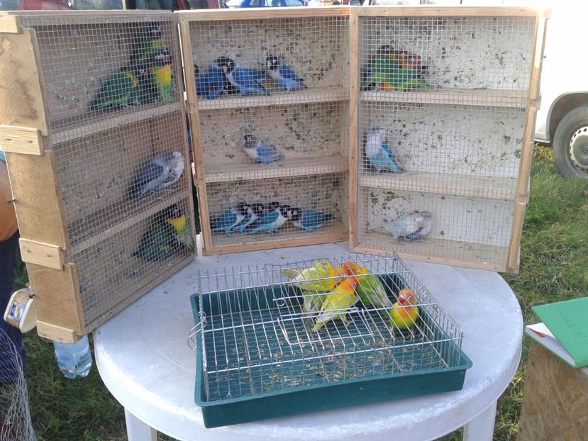 Fotografie0042 - 23---targ monor 10 09 2017