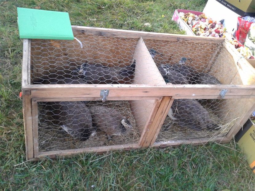 Fotografie0043 - 23---targ monor 10 09 2017