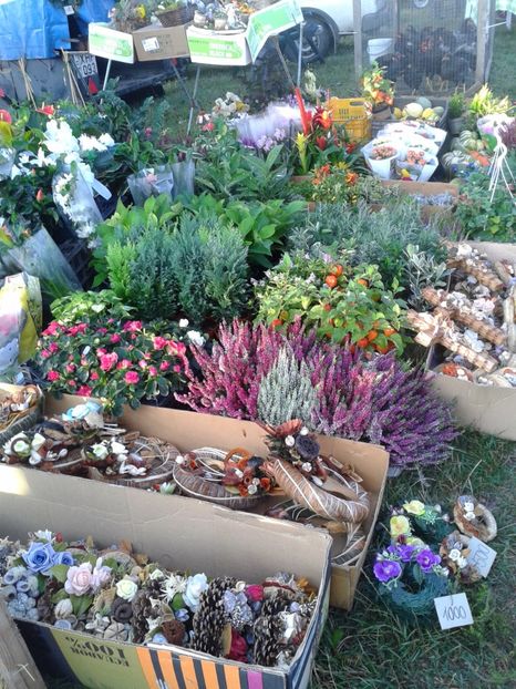 Fotografie0044 - 23---targ monor 10 09 2017