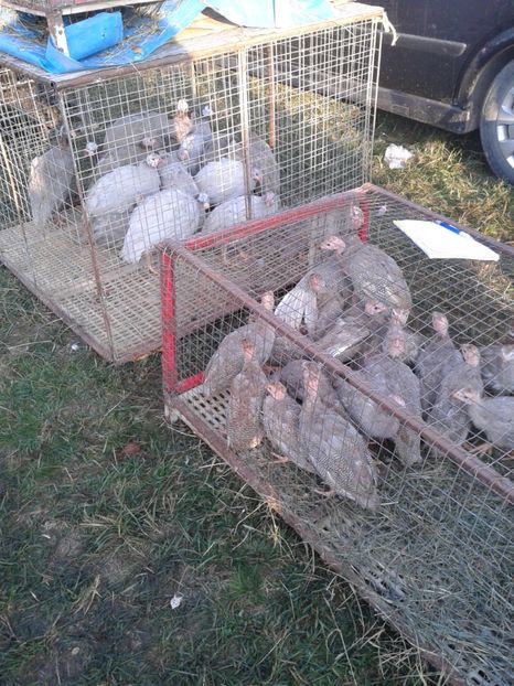 Fotografie0045 - 23---targ monor 10 09 2017