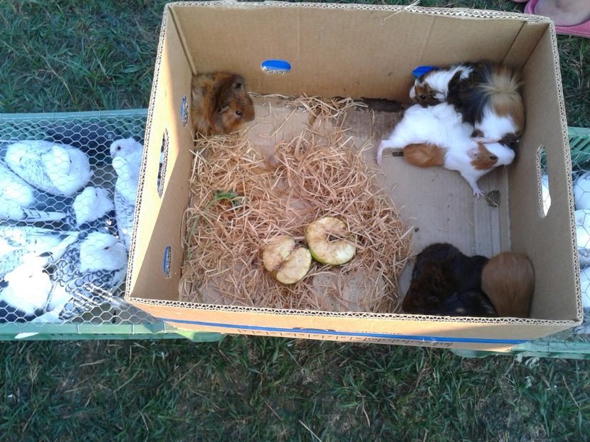 Fotografie0047 - 23---targ monor 10 09 2017