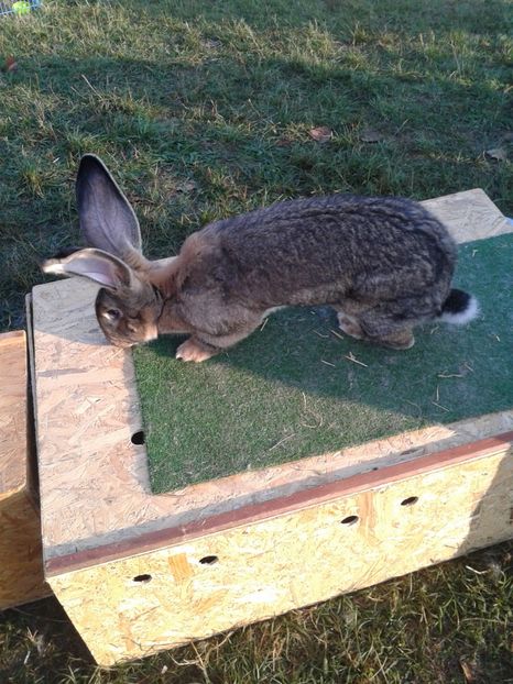 Fotografie0049 - 23---targ monor 10 09 2017