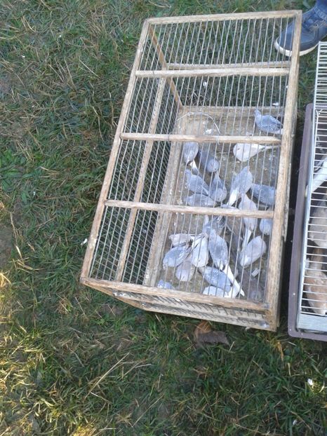 Fotografie0050 - 23---targ monor 10 09 2017