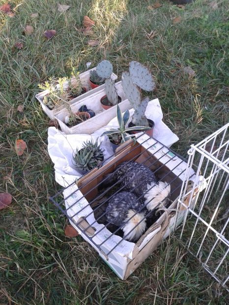 Fotografie0051 - 23---targ monor 10 09 2017