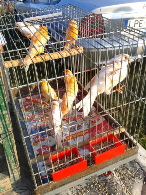 Fotografie0052 - 23---targ monor 10 09 2017