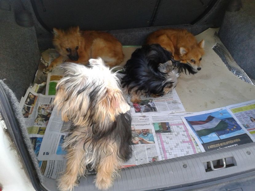 Fotografie0054 - 23---targ monor 10 09 2017