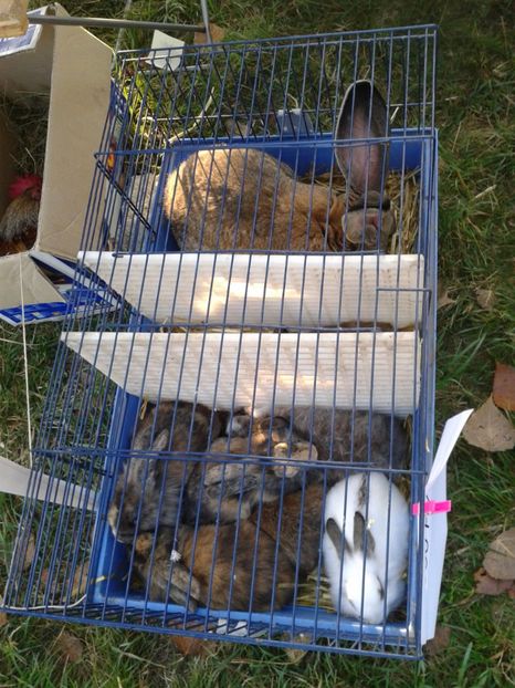 Fotografie0055 - 23---targ monor 10 09 2017