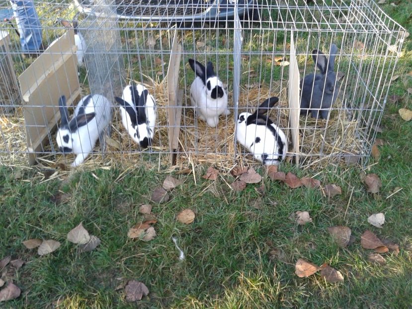 Fotografie0056 - 23---targ monor 10 09 2017