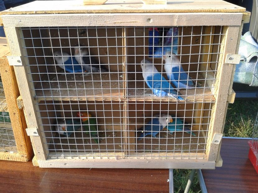 Fotografie0057 - 23---targ monor 10 09 2017