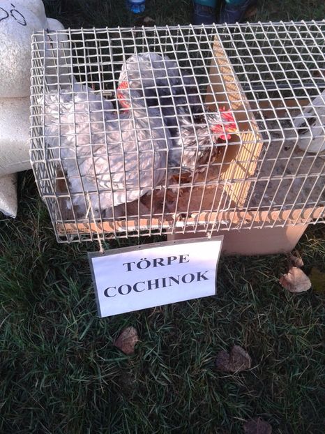 Fotografie0058 - 23---targ monor 10 09 2017