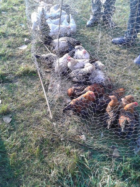 Fotografie0059 - 23---targ monor 10 09 2017