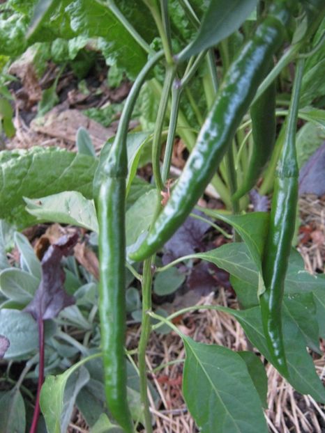  - A-A Gradina de legume -fructe-plante aromatice si medicinale 2017