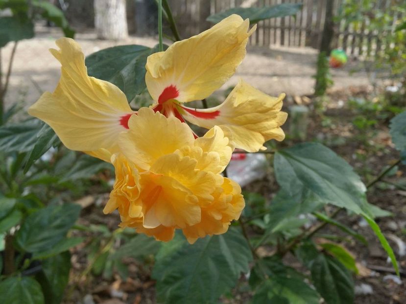  - Hibiscus El capitolio sport
