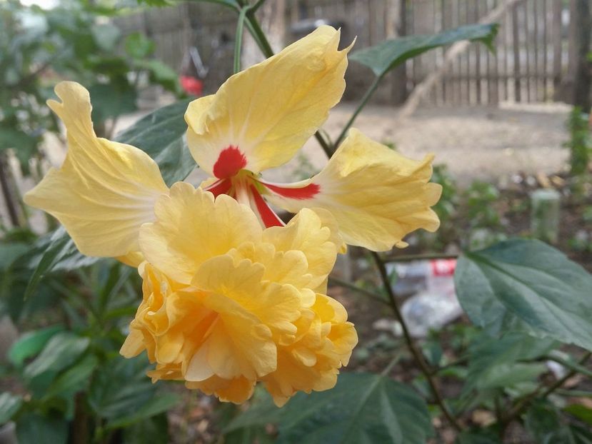  - Hibiscus El capitolio sport