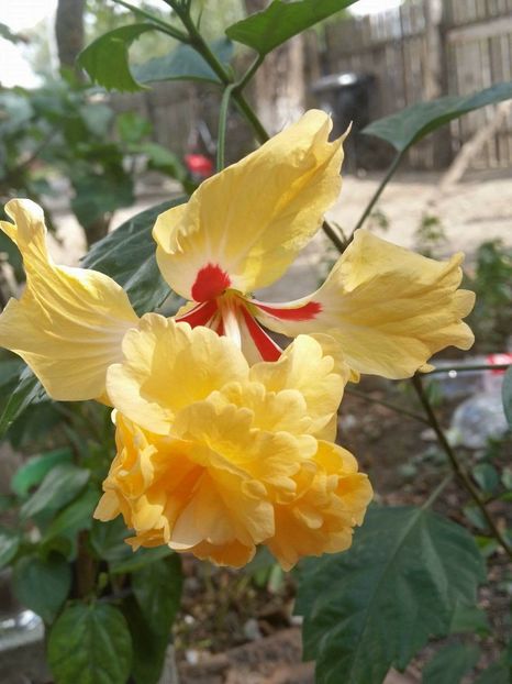  - Hibiscus El capitolio sport