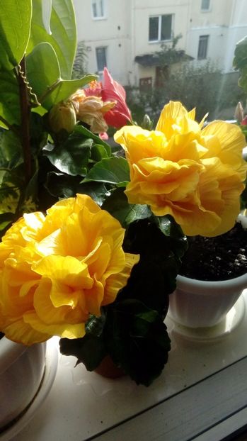 H.Koenig - Hibiscus