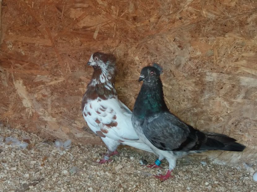  - Jucători de Amara