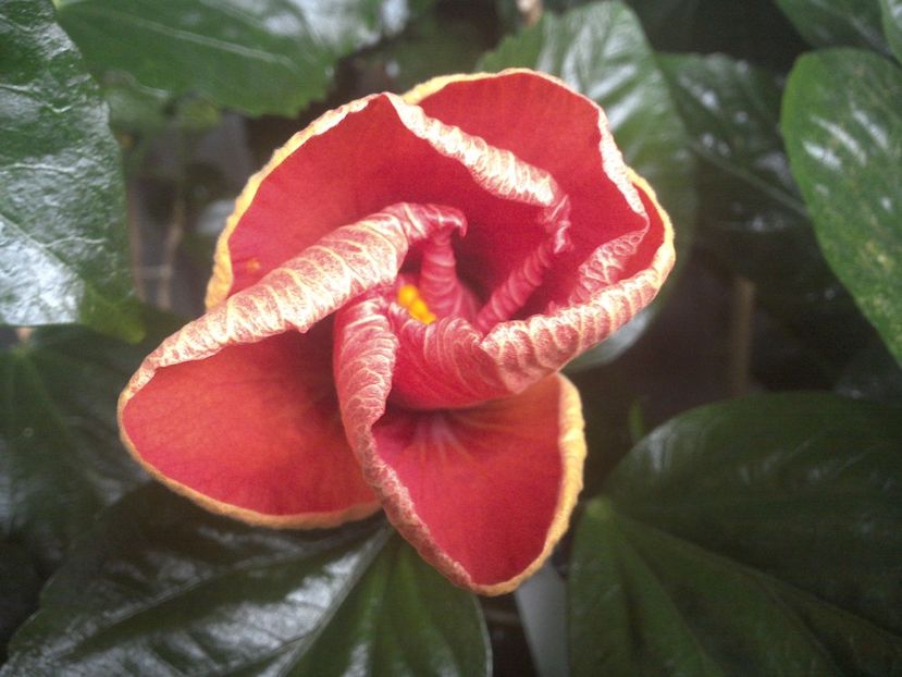 WIN_20170913_084241 - Tahitian Dark Congo