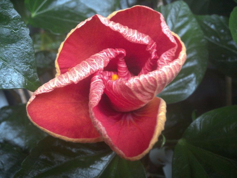 WIN_20170913_084246 - Tahitian Dark Congo