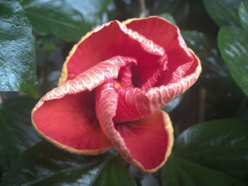 WIN_20170913_084249 - Tahitian Dark Congo