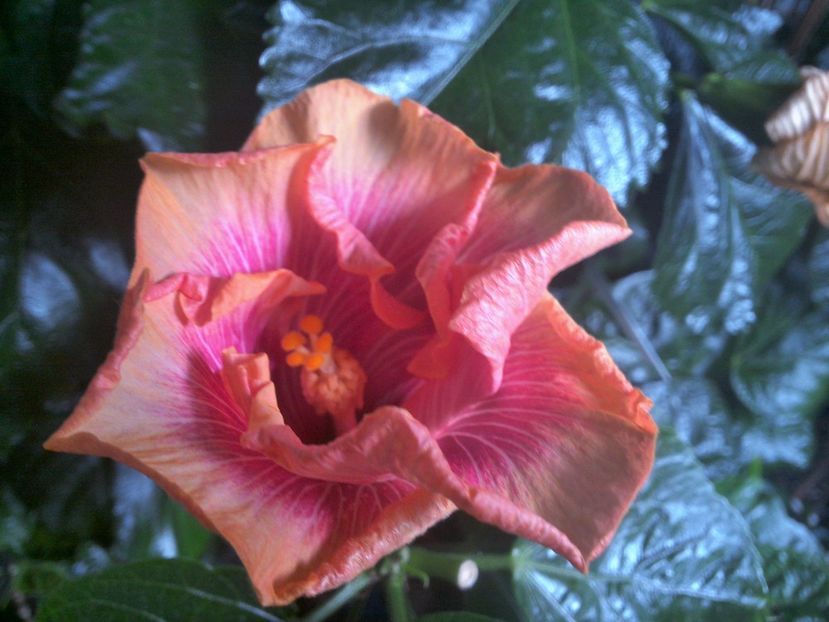 WIN_20170913_085522 - Tahitian Lovely