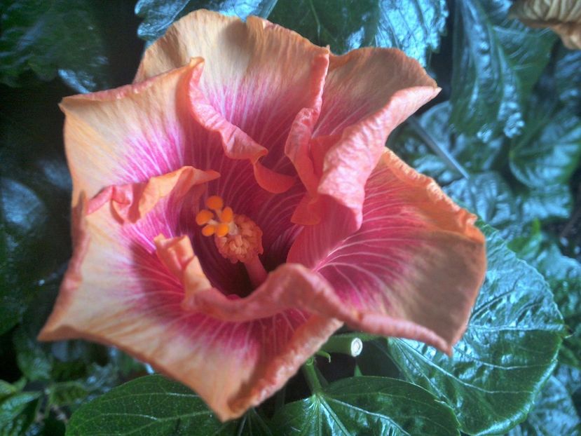 WIN_20170913_085531 - Tahitian Lovely