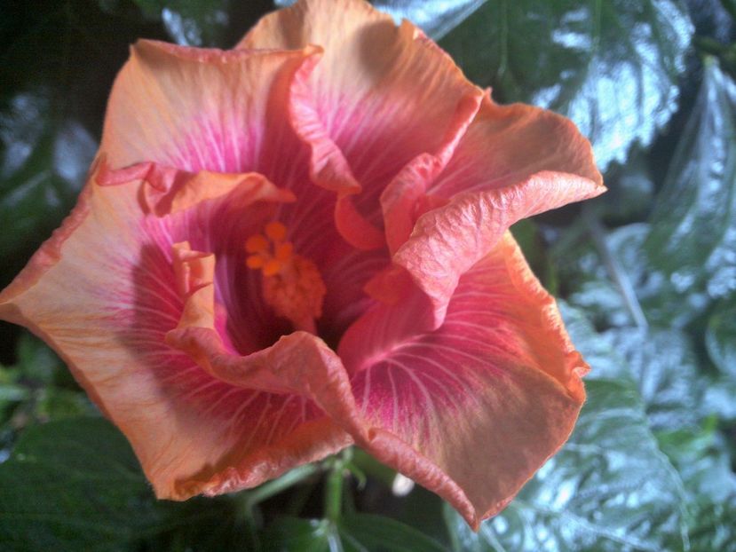 WIN_20170913_085541 - Tahitian Lovely