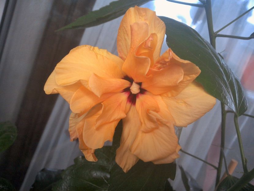 Clasic Yellow - 0Hibiscus in colectie infloriti