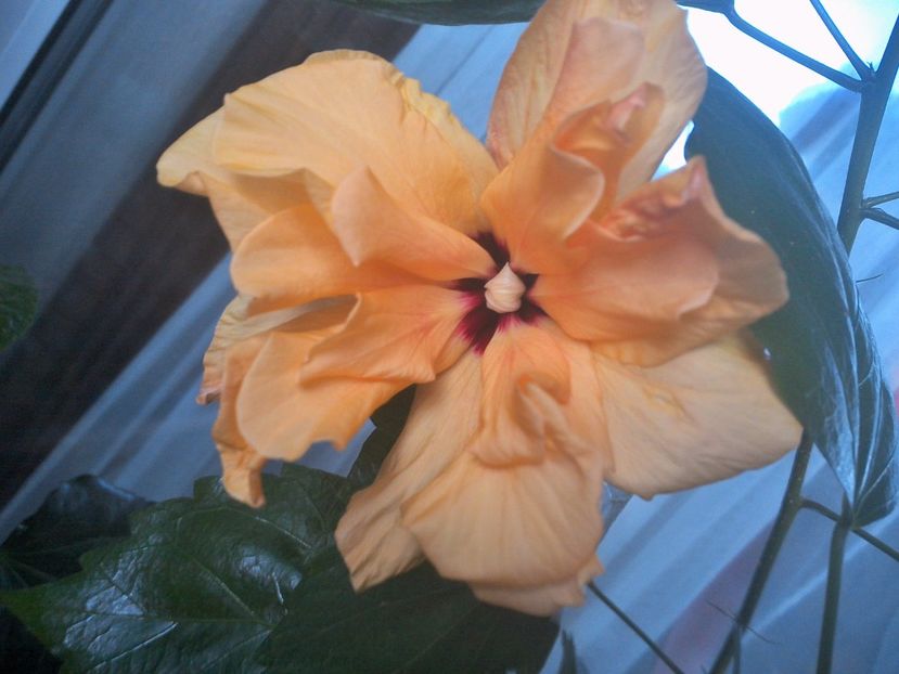 Clasic Yellow - 0Hibiscus in colectie infloriti