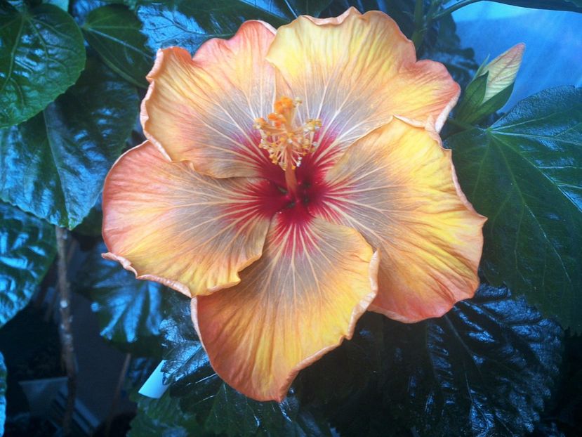 Allen Sue - 0Hibiscus in colectie infloriti